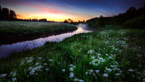 Ночная красота цветок