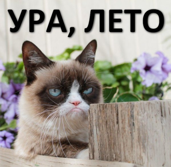 Приколы про лето