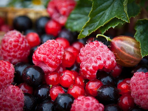 Малина смородина крыжовник