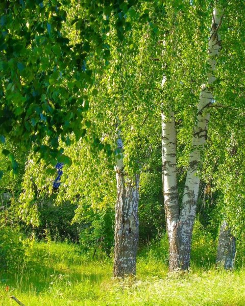 Берёза ойковская