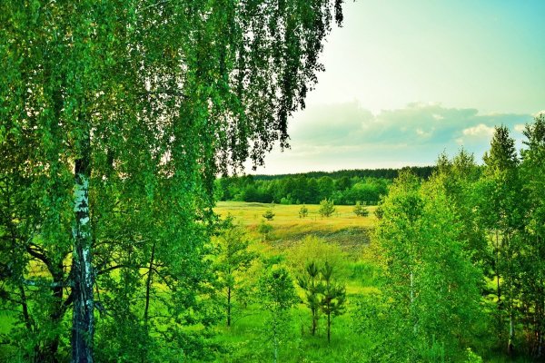 Природа Якутии березы