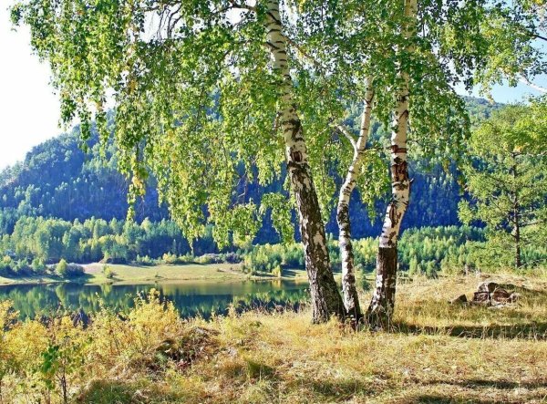 Река берёза Тверская область