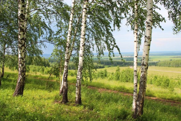 Береза в Московской области