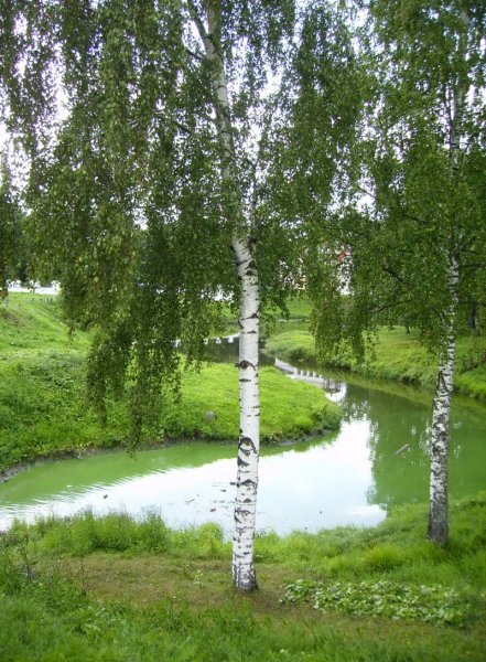 Березовая роща береза повислая