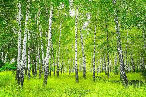 Березовая роща Ачинск
