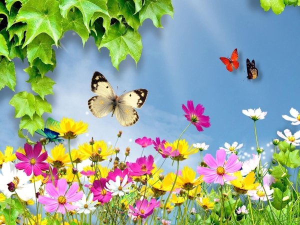 Поляна с цветами