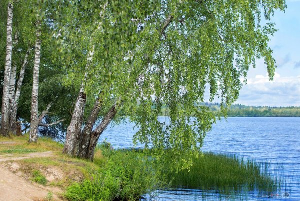 Березовая роща около реки Таруса