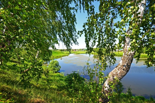 Березовая роща около реки Таруса