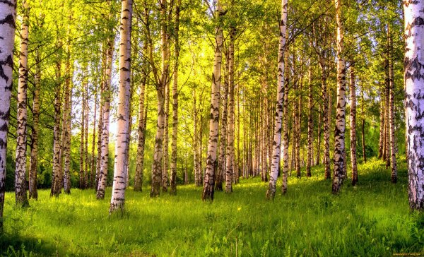 Березняк, Березовая роща