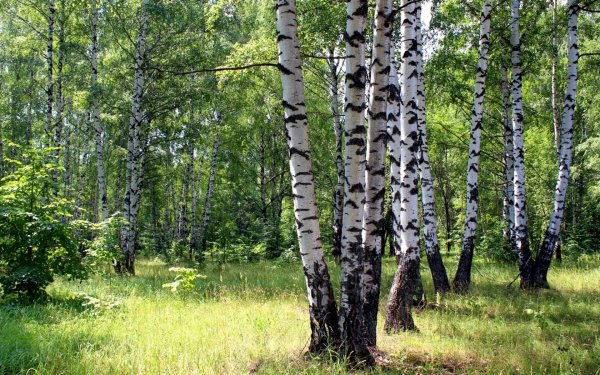 Березовая роща опушка