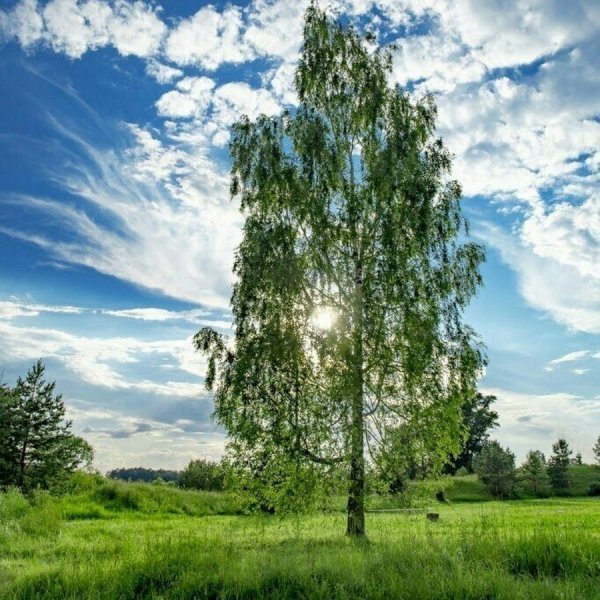Красивая береза