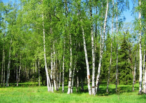 Березы среднего Урала