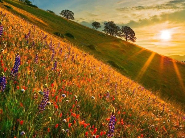 Греция бугенвиллия море