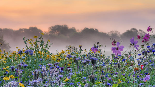 Яркие цветы