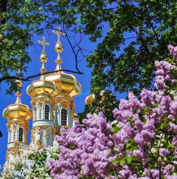 Царское село Санкт-Петербург и сирень