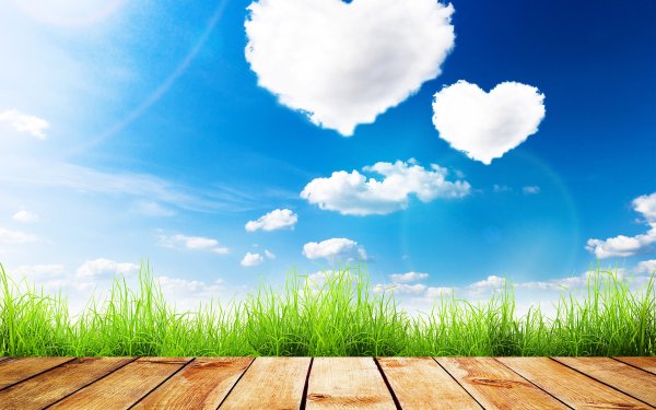 Лес озеро солнце