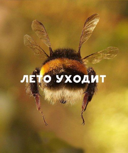 Кошка загорает на пляже