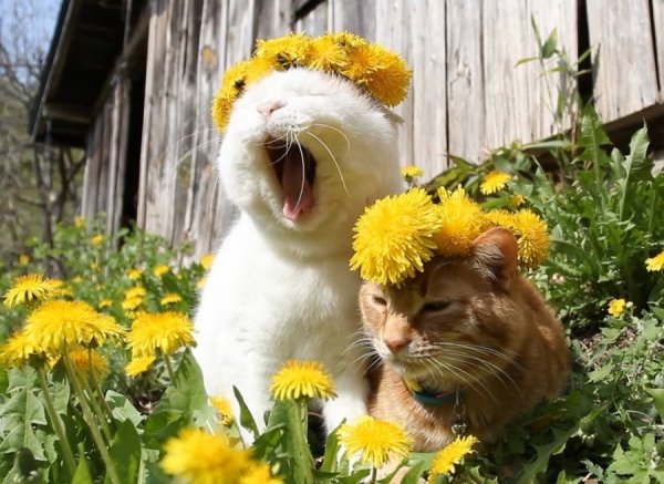 Кошка в венке из цветов