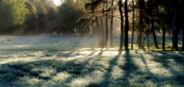 Художник Вячеслав палачев туман