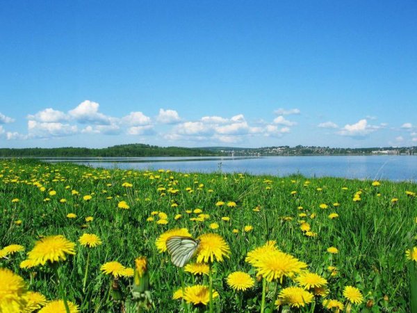 Лето июнь природа