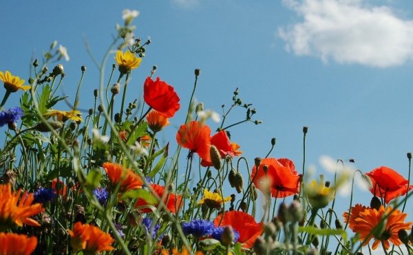 Лето полевые цветы