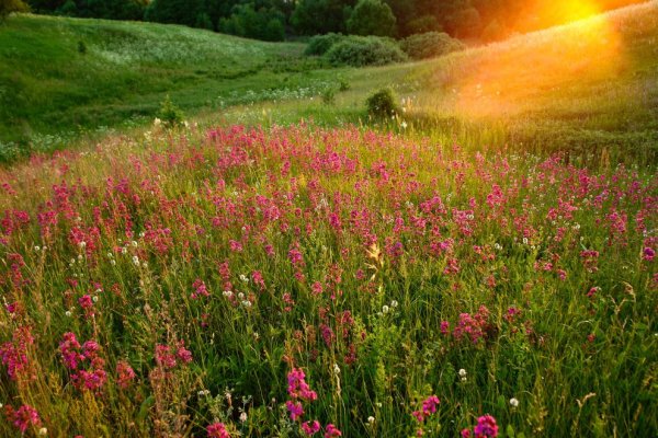 Природа лето луг