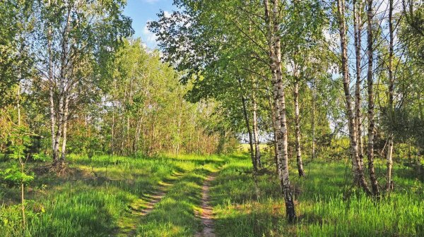 Цветущий луг