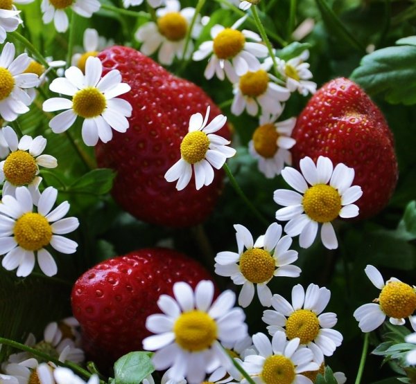 Летняя пора