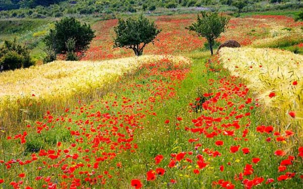 Здравствуй лето