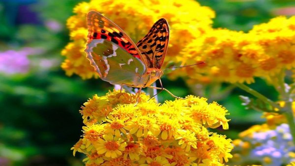 Июль природа