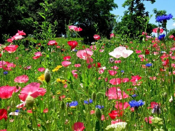 Июнь природа