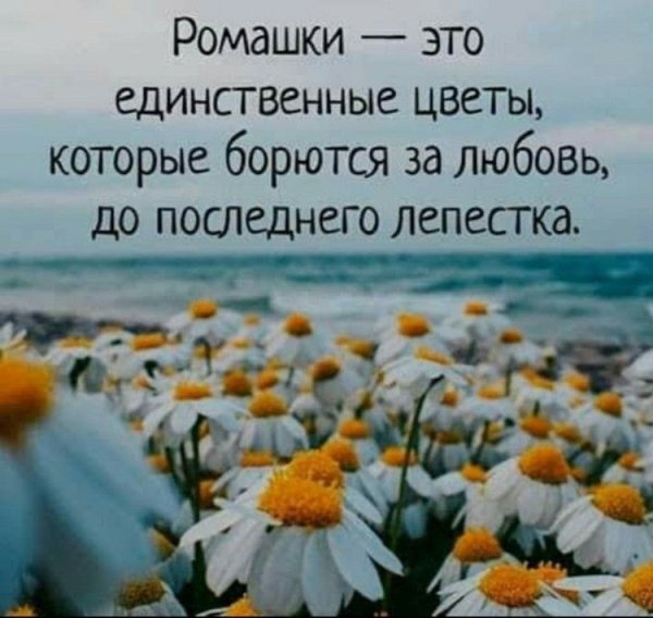 Цветы цитаты и афоризмы