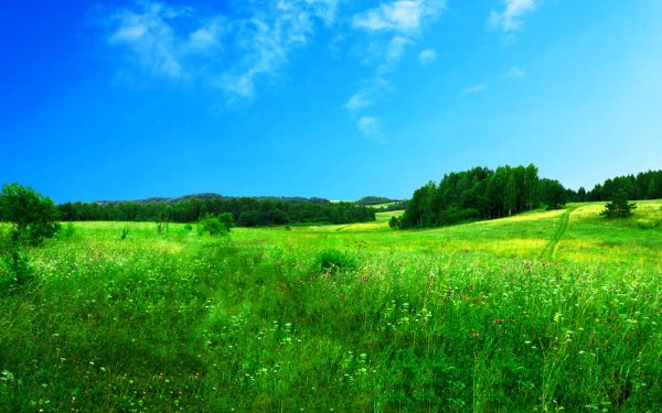 Летний пейзаж горизонтальный