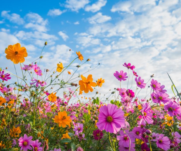 Красивое лето