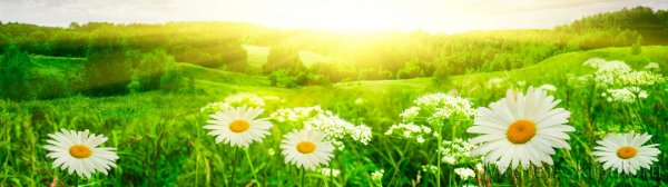 Ромашки панорама