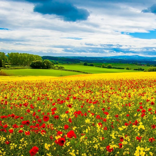 Цветочное поле горизонтально