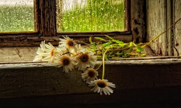 Печальное лето