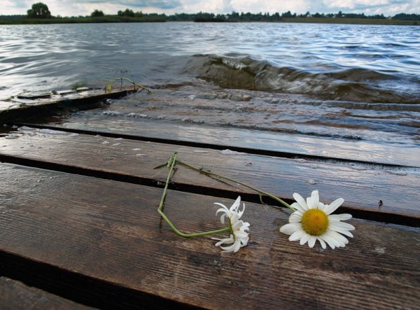 Ромашки грусть