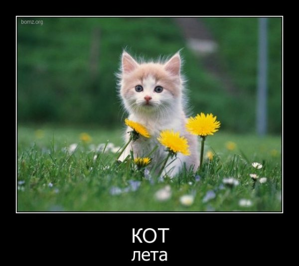 Кот ждёт лето