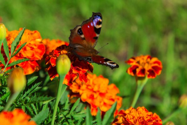 Яркие краски лета