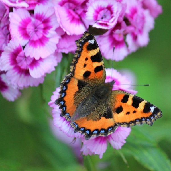 Радуга фото рисунок