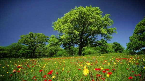 Красивая природа лето