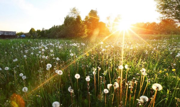 Солнце на лугу