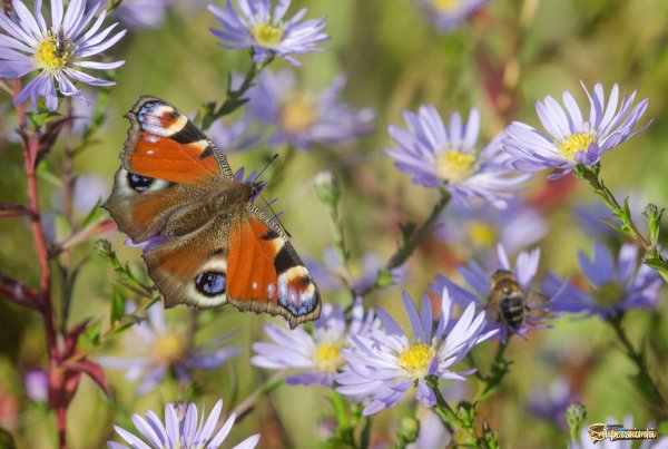 Краски уходящего лета