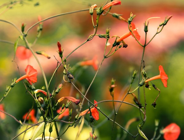 Цветы бабьего лета