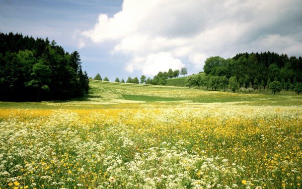 Лето природа