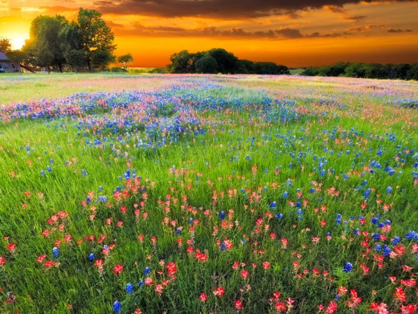 Цветущие Луга и поля