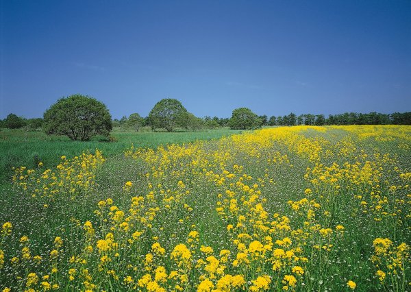 Луга Псковская область