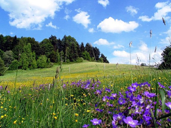 Летние Луга центральной России