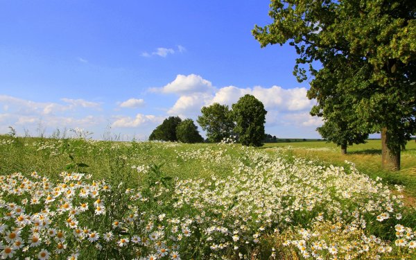 Природа поля Луга лес